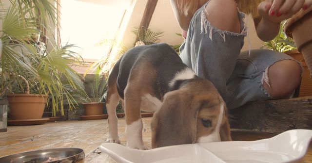 Puppybasics