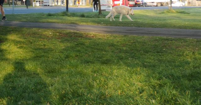 Walkingdog