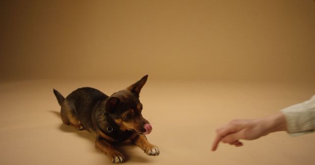 Tricksdog